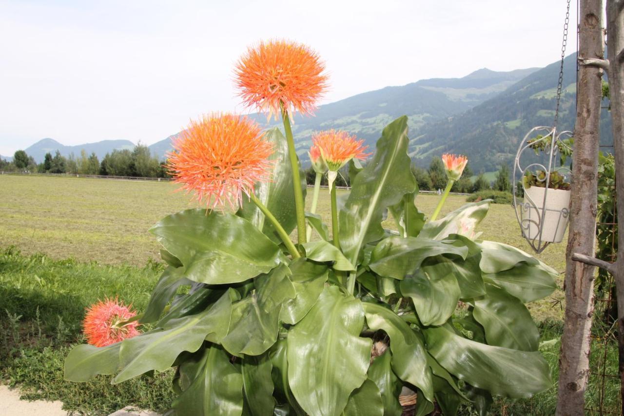 Böglerhof Lägenhet Uderns Exteriör bild