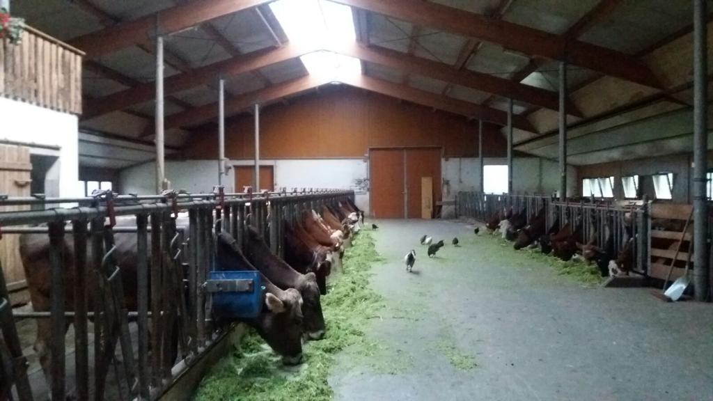 Böglerhof Lägenhet Uderns Exteriör bild